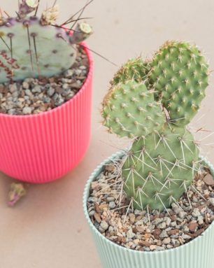 cropped-learn-how-to-propagate-opuntia-cactus-pads.jpg