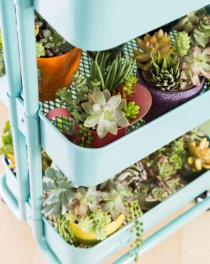 cropped-living-succulent-garden-ikea-tray.jpg