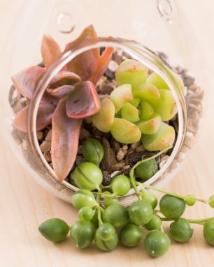 cropped-make-a-succulent-terrarium.jpg