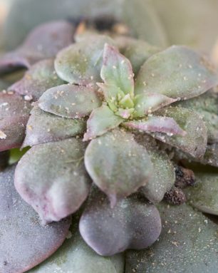 cropped-mealy-bugs-echeveria.jpg