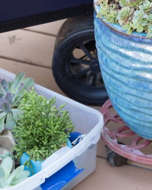 cropped-moving-succulents-planters-bins.jpg