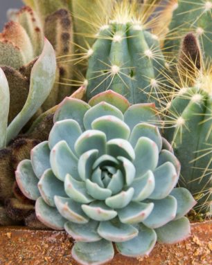 cropped-planting-sharp-succulents-cacti-arrangement.jpg