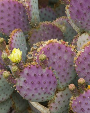 cropped-purple-cactus-yellow-flower.jpg