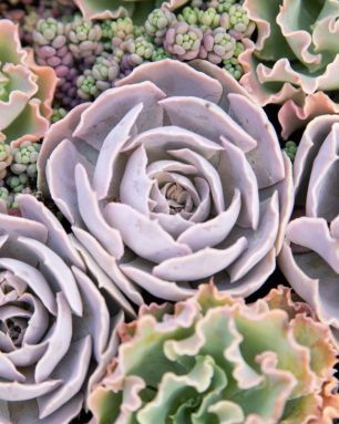 purple echeveria sedum dasyphyllum minor dormancy