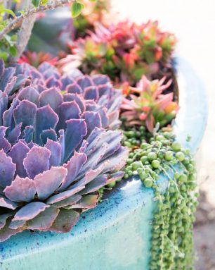 cropped-purple-succulent-blue-planter-tips-photos.jpg