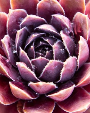 cropped-sempervivum-variety.jpg