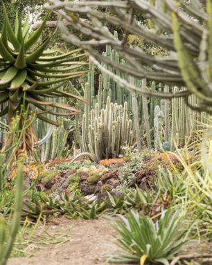 cropped-succulent-cacti-garden-huntington-gardens.jpg