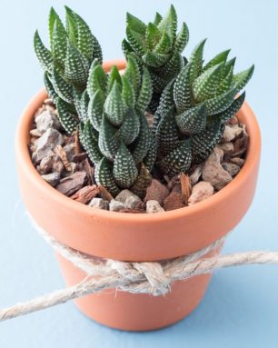 cropped-succulent-potted-wedding-favors.jpg