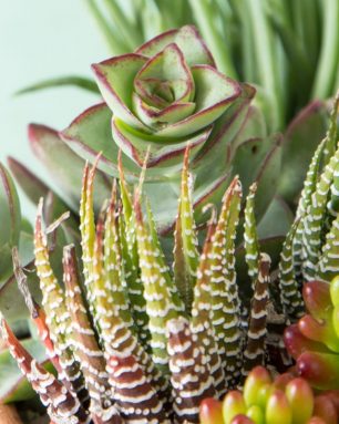 cropped-succulents-arrangements.jpg