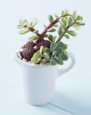 succulents in tiny pitcher