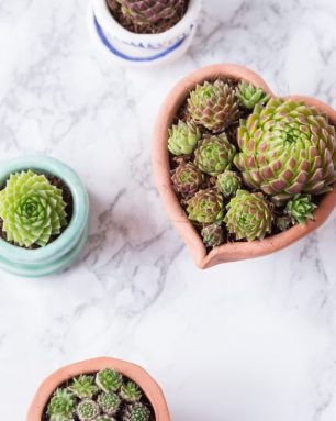 cropped-succulents-in-tiny-pots.jpg