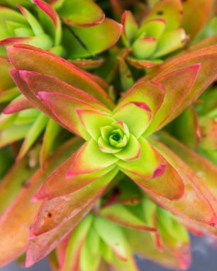 why succulents are one of the seven deadly sins