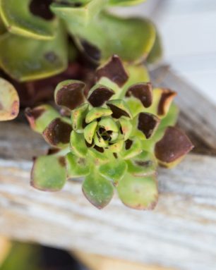 cropped-sunburned-succulents-in-wood-planter.jpg