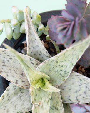 cropped-white-aloe-purple-kalanchoe-arrangement.jpg