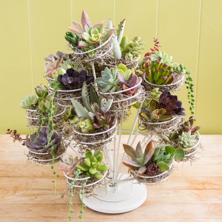 colorful succulent cuttings wire cupcake stand