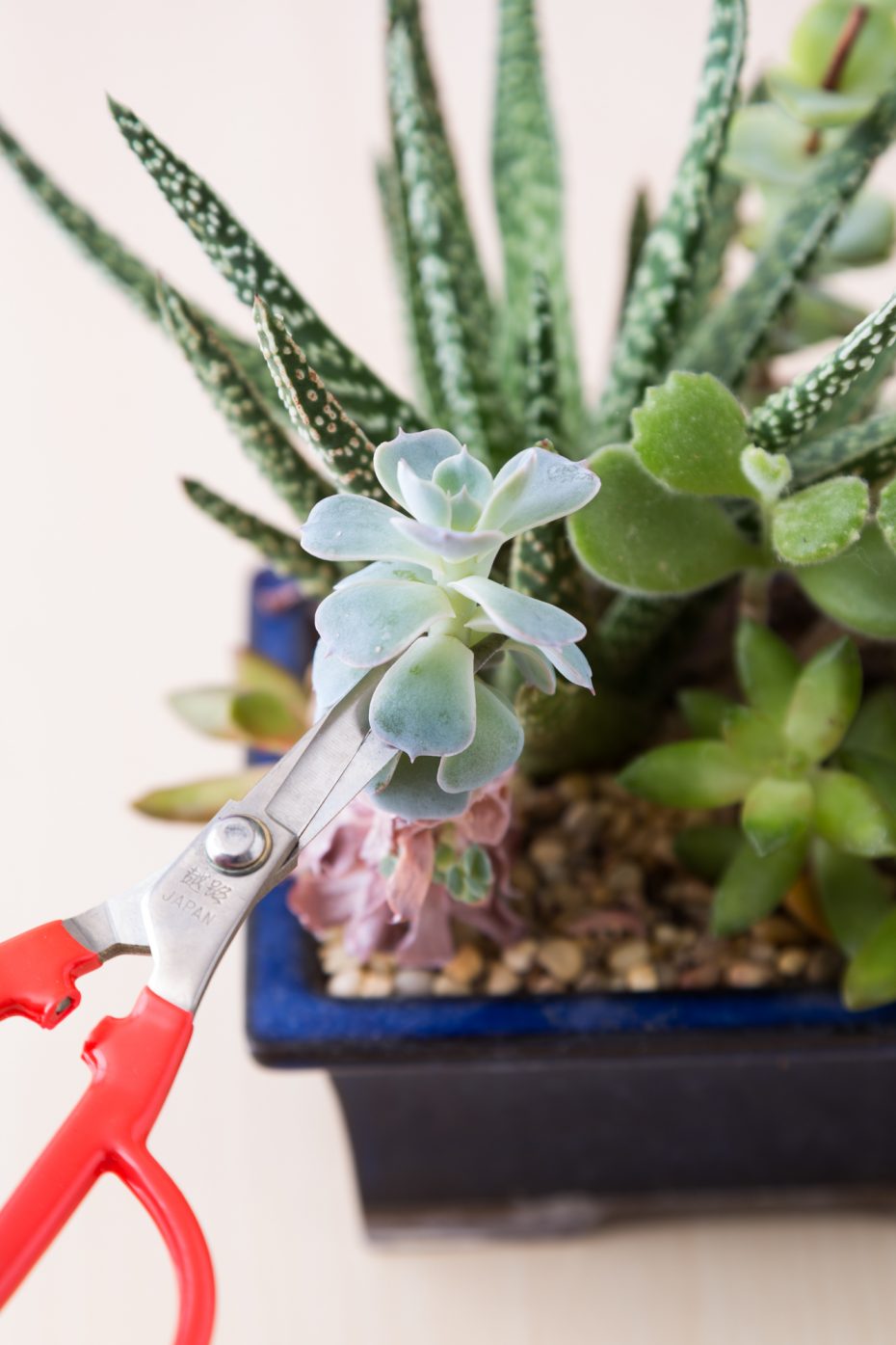 use sharp scissors to prune succulent echeveria