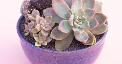 dark purple top dressing succulents