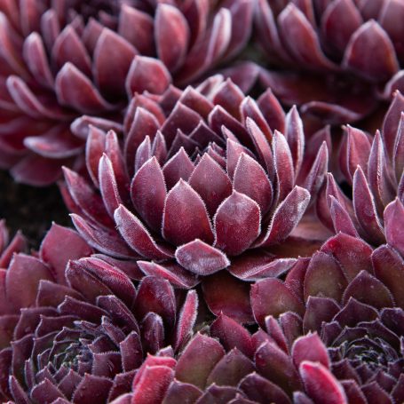 deep purple sempervivums