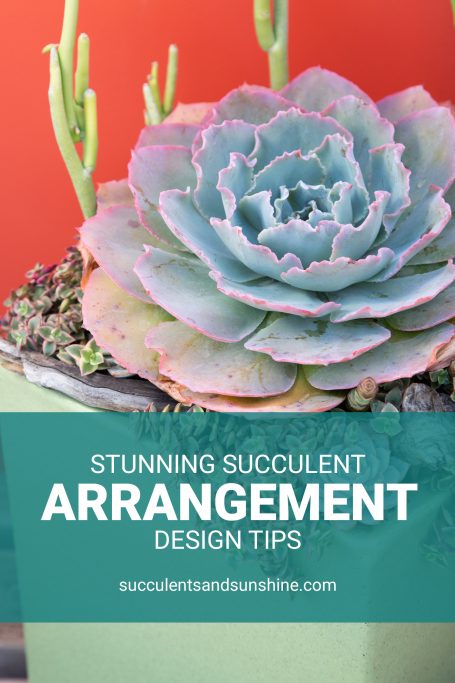 design tips for stunning succulent arrangements large ruffled echeveria crassula calico kittens