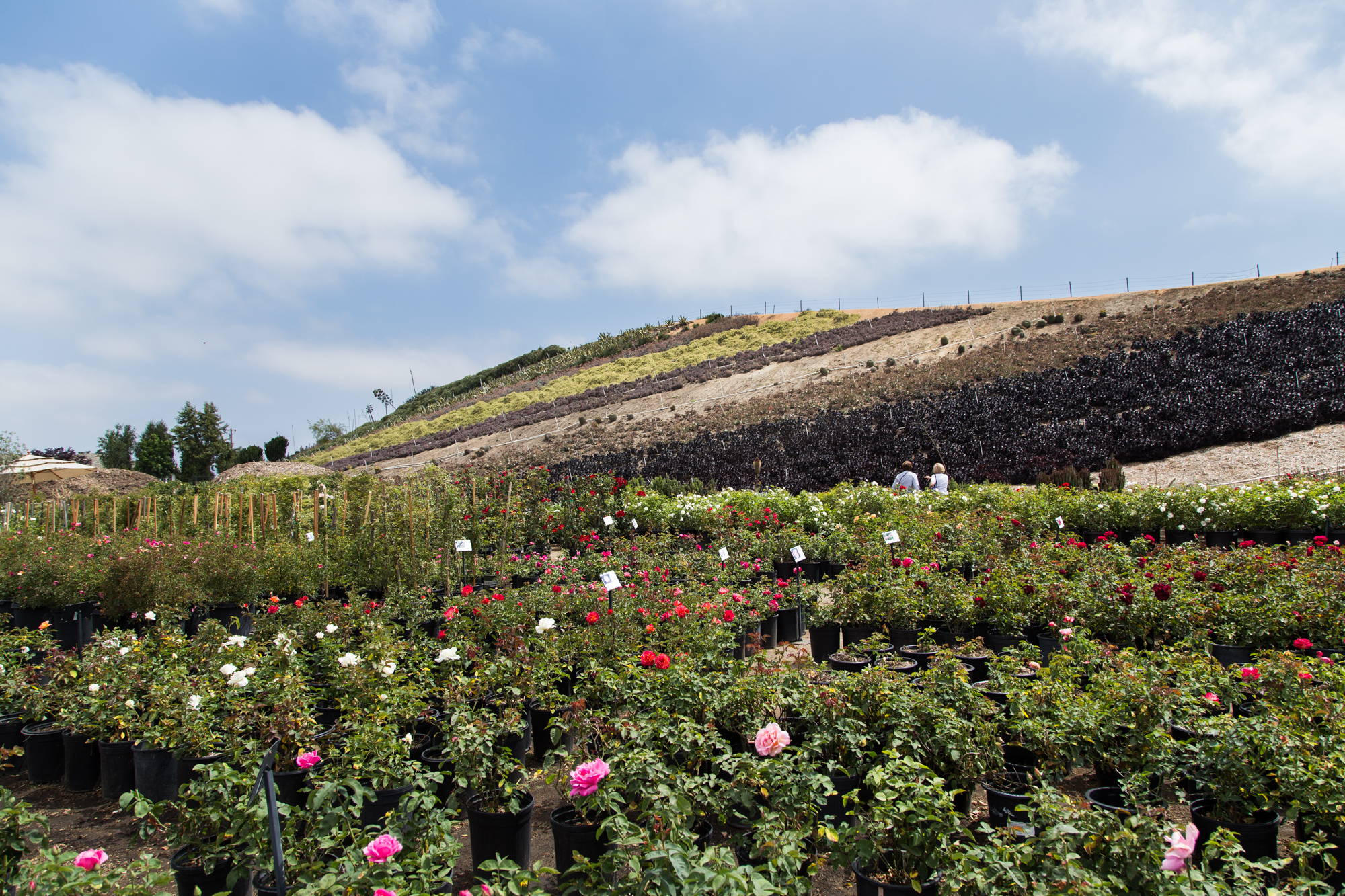 display gardens waterwise