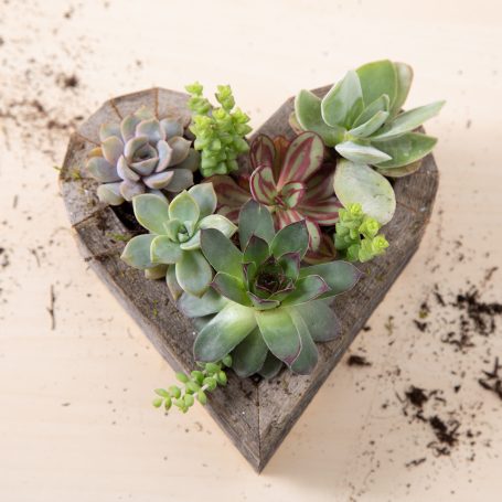 making succulent planter diy gift crassula echeveria sempervivum kalanchoe