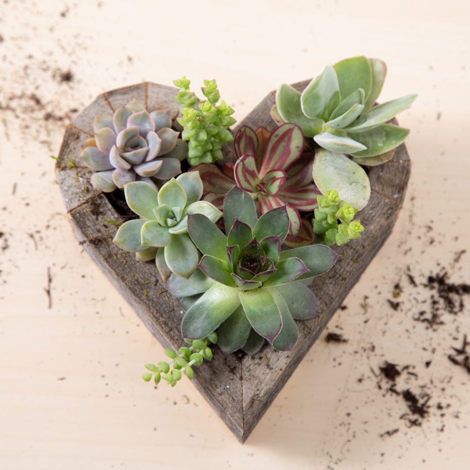 making succulent planter diy gift crassula echeveria sempervivum kalanchoe