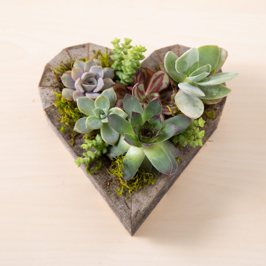 green purple succulent varieties heart shaped wooden planter kit