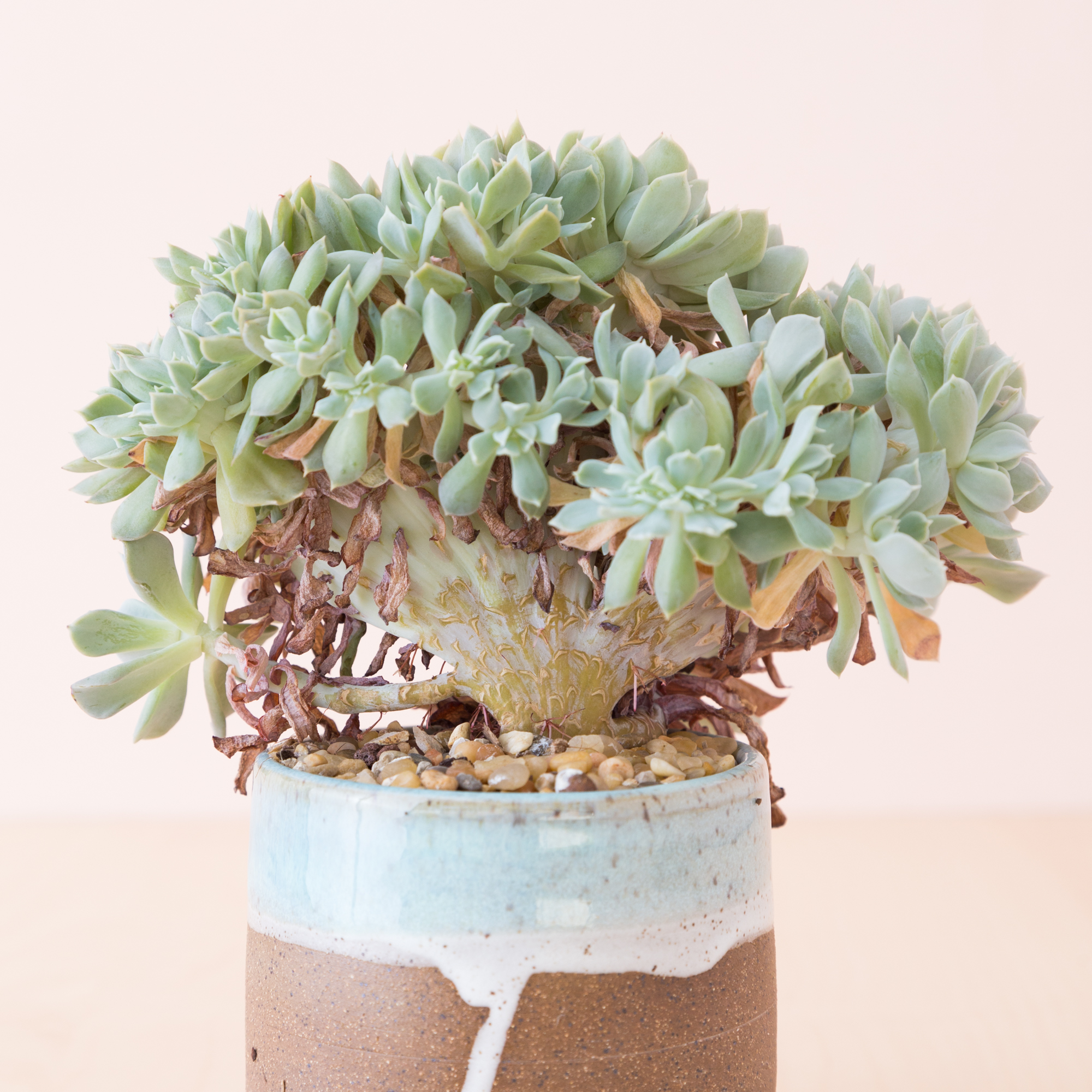 dried leaves on succulents