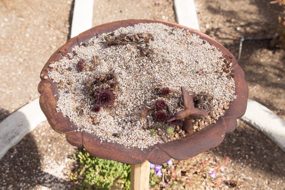 dried up succulents bird bath planter