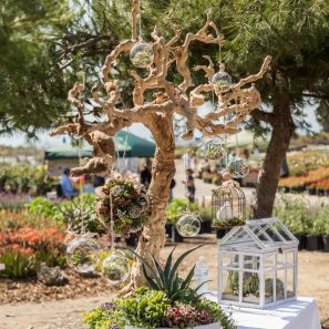 dried wood centerpiece succulents