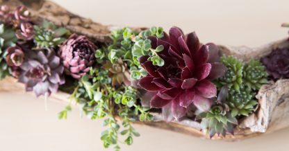 bright red sempervivum green sedum driftwood planter