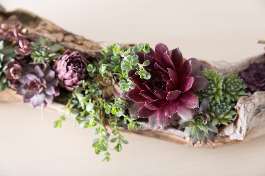 bright red sempervivum green sedum driftwood planter