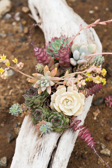 driftwood planter filled with succulents echeveria sempervivum crassula pachyphytum