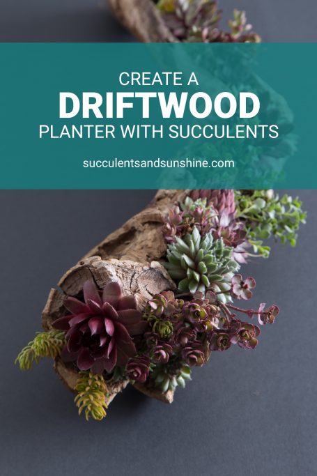 how to fill driftwood with cold hardy succulents