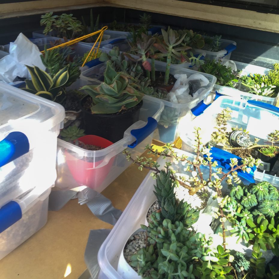 duct tape succulent planters truck moving