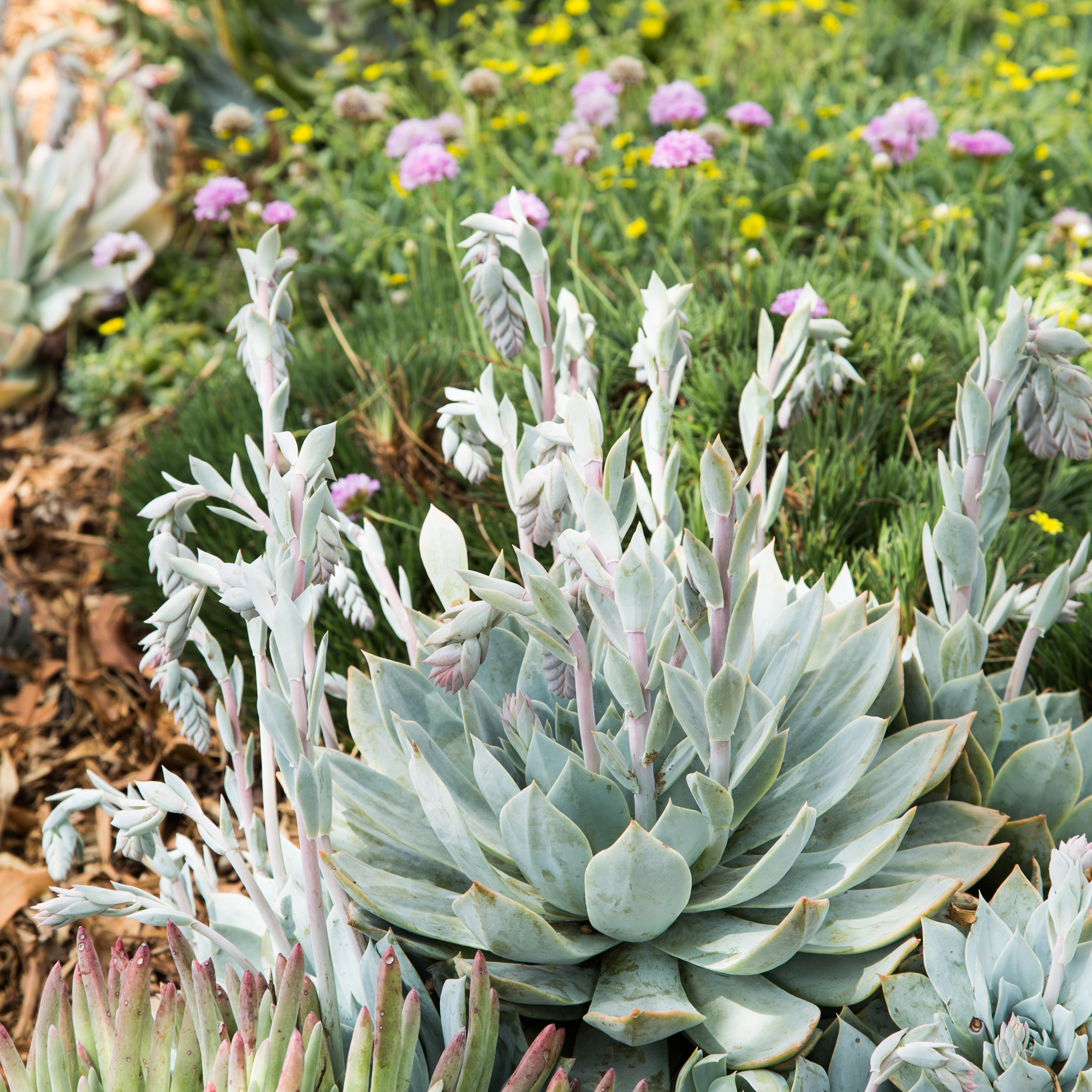 dudleya frosty blue color