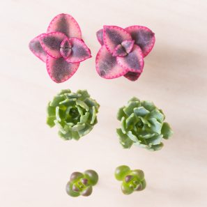 earrings made with real living succulents