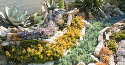 echeveria aloe sedum succulents sherman gardens