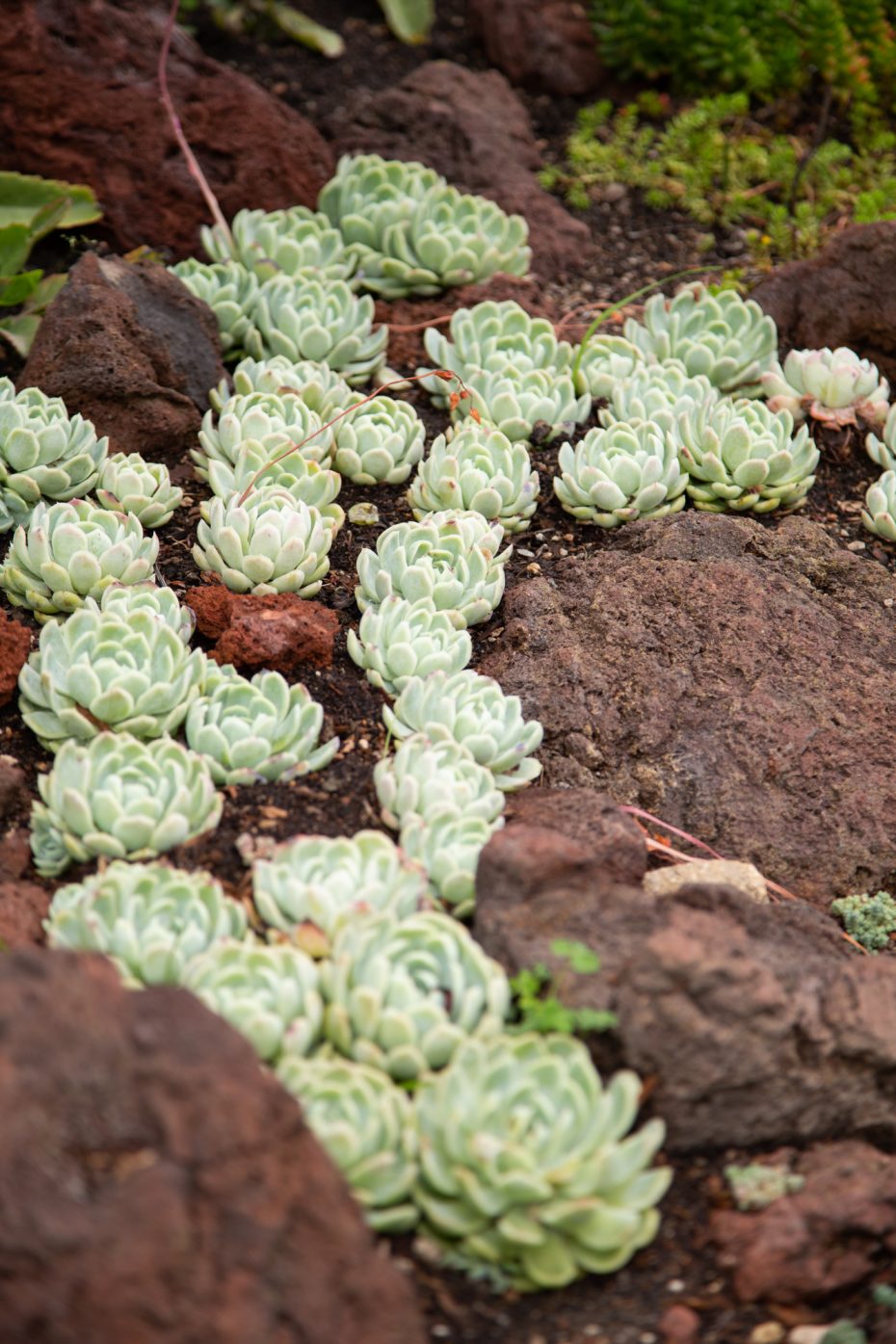 echeveria elegans lava rock clusters green rosette winter dormant