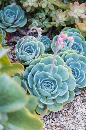 echeveria imbricata with flower