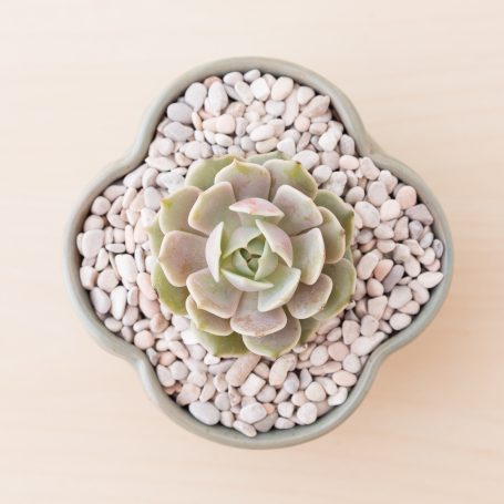 echeveria lola white top dressing succulents