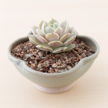 echeveria lola gritty succulent soil mix