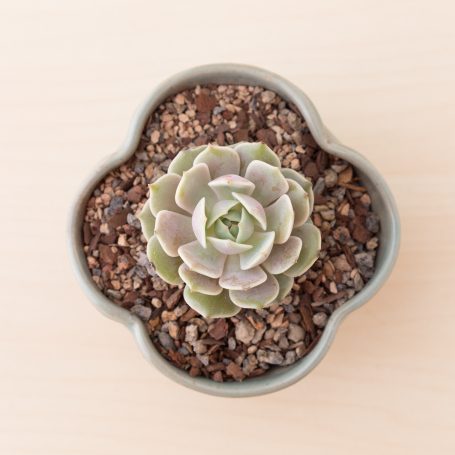 echeveria lola succulent gritty soil