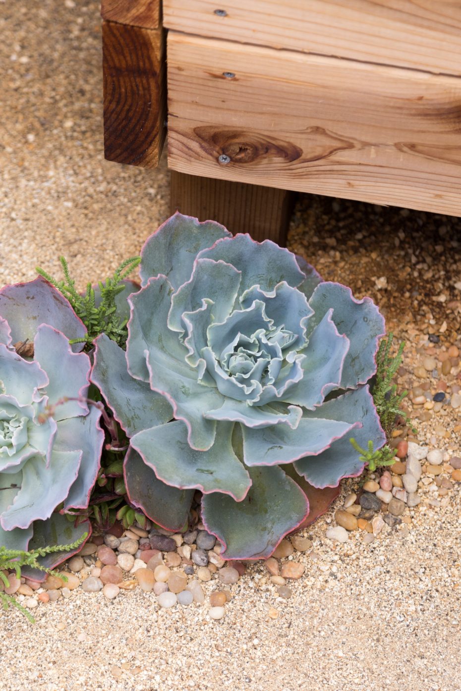 blue purple pink echeveria sahara