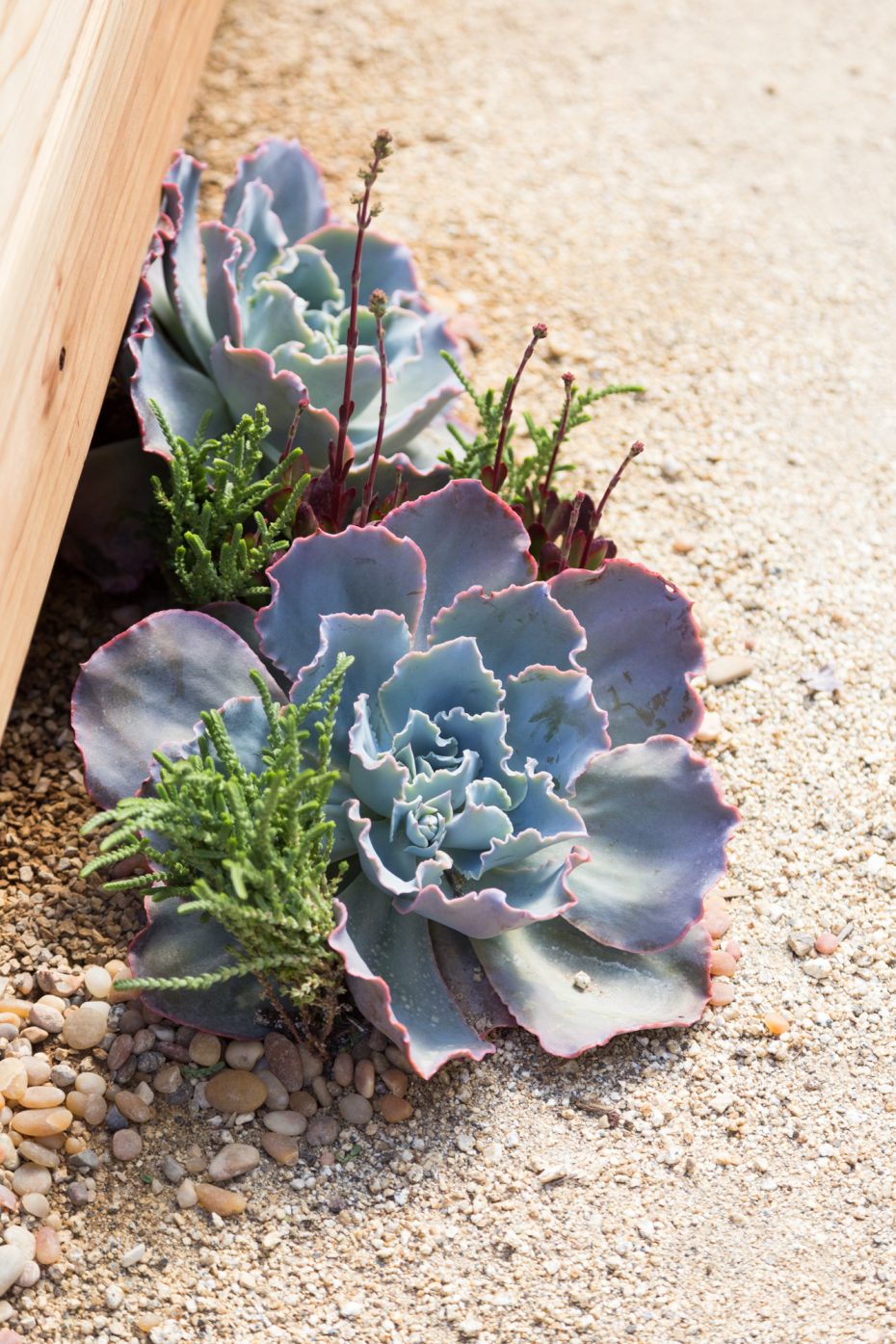 large echeveria sahara watch chain crassula muscosa