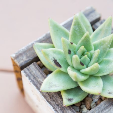 echeveria sunburn moving succulents