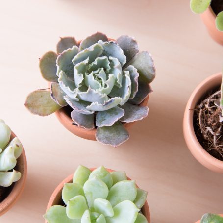 tiny ruffled echeveria blue terra cotta coconut coir soil