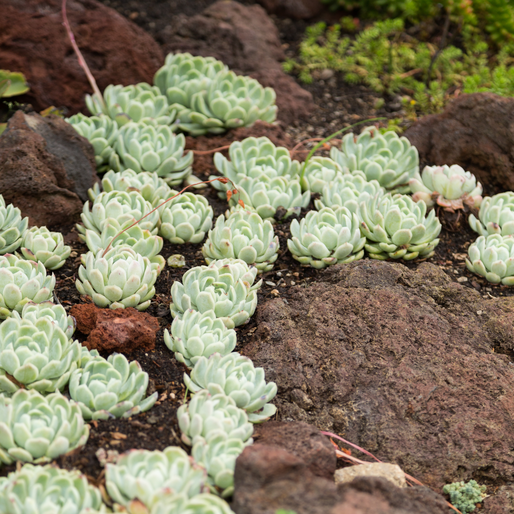 echeverias garden bath rock garden huntington