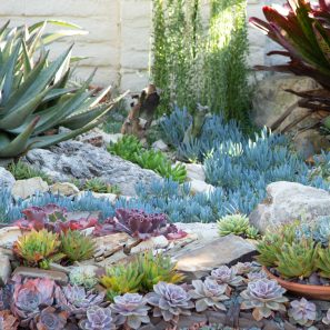 echeverias senecios aloes sherman gardens