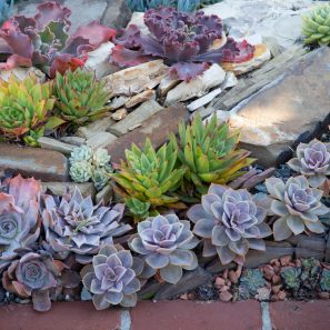 echeverias sherman gardens